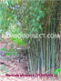 Borinda albocera Yunnan 3