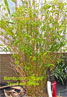 Bambusa multiplex 'Tiny Leaf Stripe'